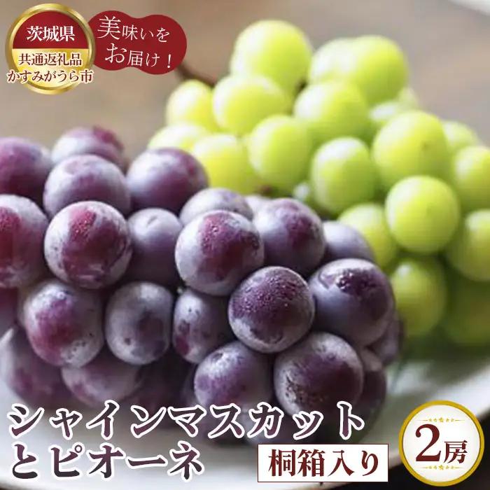 【先行予約】シャインマスカットとピオーネ　桐箱入り2房【茨城県共通返礼品 かすみがうら市】 No.320