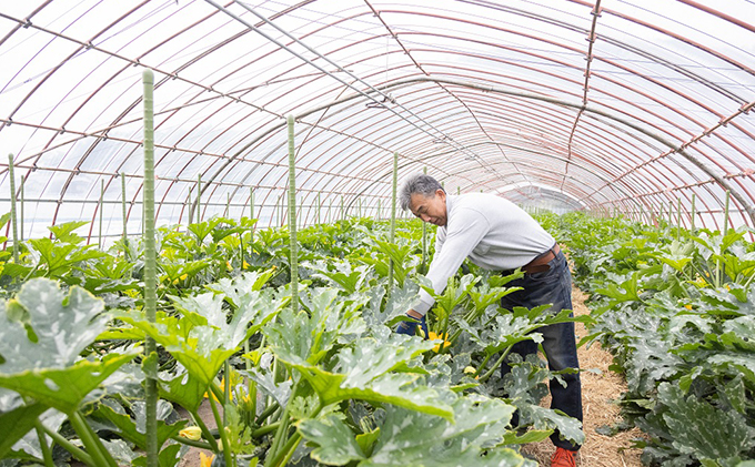 瀬戸内 牛窓産 ズッキーニ 約2kg（12本前後） 野菜 岡山県産 