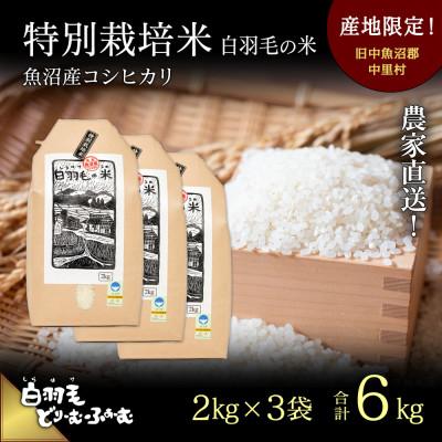 ふるさと納税 十日町市 令和8年産　農家直送!魚沼産こしひかり　特別栽培米「白羽毛の米」精米2kg×3袋