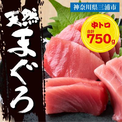 ふるさと納税 三浦市 三崎マグロ　鈴木水産　天然マグロ(中トロ3柵)セット