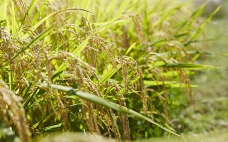 【数量限定】 新米 令和7年産 白米 5kg 品種 たかたのゆめ 〈ひとめぼれ×あきたこまち〉