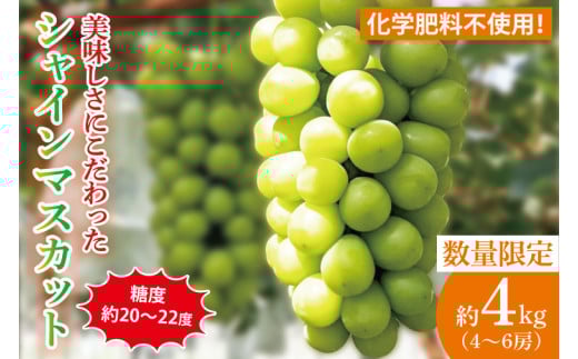 糖度約20～22度！美味しさにこだわったシャインマスカット（約4000g）4～6房  化学肥料不使用 農家直送【葡萄 ぶどう マスカット フルーツ 果物 くだもの 水戸市 水戸 茨城県】（GG-27）