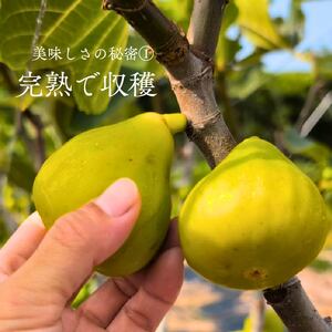 いちじく 合計 200g  ドライいちじく ご褒美 贅沢 おいしい 甘味 静岡県 牧之原市 マルエス菜園