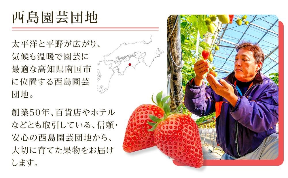 【先行予約】高知県南国市産／いちご（2027年1月〜発送）イチゴ 苺 フルーツ くだもの デザート 高評価 厳選 高級 ギフト 贈り物 人気 おすすめ