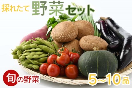 【産地直送】採りたて野菜セット 【菜っ葉館】≪旬の野菜 新鮮 詰め合わせ 栃木県産 国産≫◇