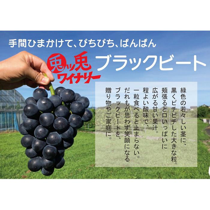 【ふるさと納税】ぶどう ブラックビート 1.5kg (進物用) | 鳥取 ぶどう 葡萄 ブラックビート 送料無料 鳥取県 鳥取市