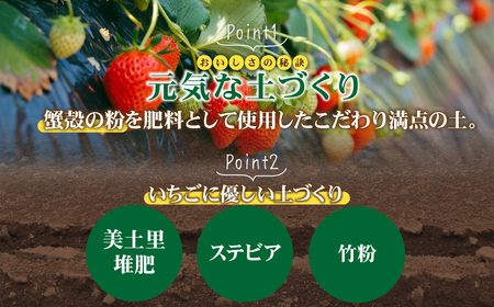 いちご 定期便3回 完熟 とちあいか 大粒 約1080g | イチゴ 大粒 栃木県 茂木町