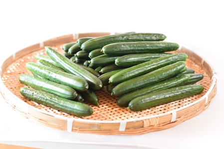 ＜【3ヵ月定期便】【期間限定】宮崎県産きゅうり(約2kg)×3回＞(3本入り×5袋)×3回)パリッと甘い魔法のキュウリ「マジキュー」漬物や天ぷらに！【MI201-yt】【ゆたか農園】