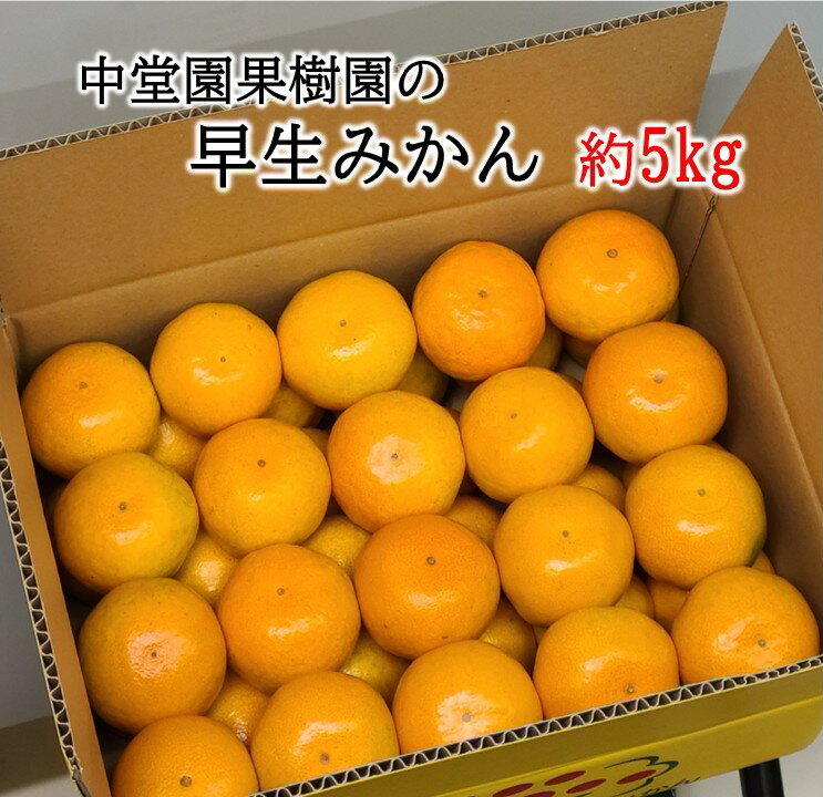 【ふるさと納税】中堂園果樹園の早生みかん