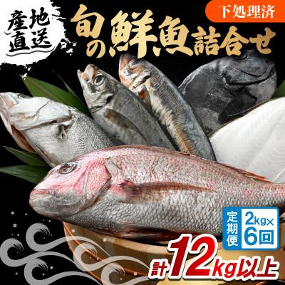 ふるさと納税 小浜市 【2ヵ月毎定期便】「若狭小浜港産地直送」のお任せ天然鮮魚セット! 全6回