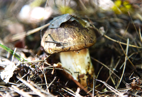 F-766 益田産まつたけ 500g