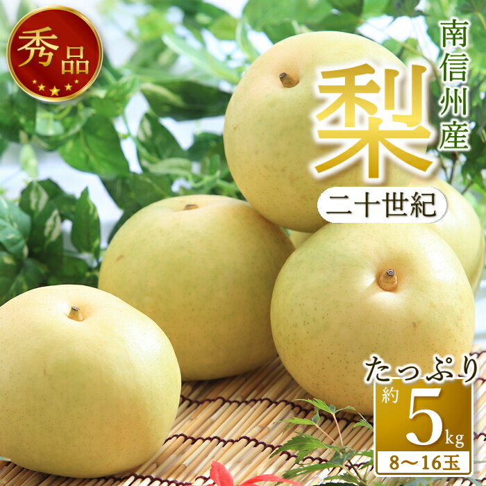 【ふるさと納税】【南信州産】梨「二十世紀」秀品約5kg（8玉〜16玉）＜2025年9月上旬より発送＞【配送不可地域：離島】