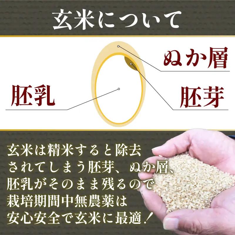 【栽培期間中農薬不使用】玄米 10kg コシヒカリ 令和7年産 米 こめ ご飯 ごはん おにぎり 白米  食品  ギフト 贈答 プレゼント お取り寄せ グルメ 送料無料 小松島市