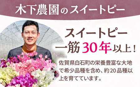 【R7年度12月以降発送】スイートピー 花束 50本（紫） / 花 【[IBW008]