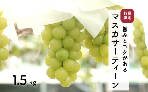 【先行予約・2025年9月】数量限定 マスカサーティーン 1.5kg 産地直送 農家直送 甘い 大きい 種なし ぶどう 果物
