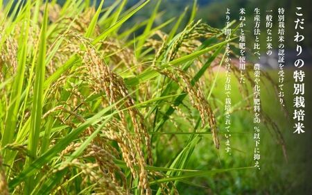 【令和6年産新米】平泉町産 特別栽培米ひとめぼれ 10kg（10kg×1） 農薬50%削減 体に優しい 棚田のお米 【米 お米 ひとめぼれ 平泉 米 白米 こめ 岩手 東北 日本農業遺産】米 米 米 