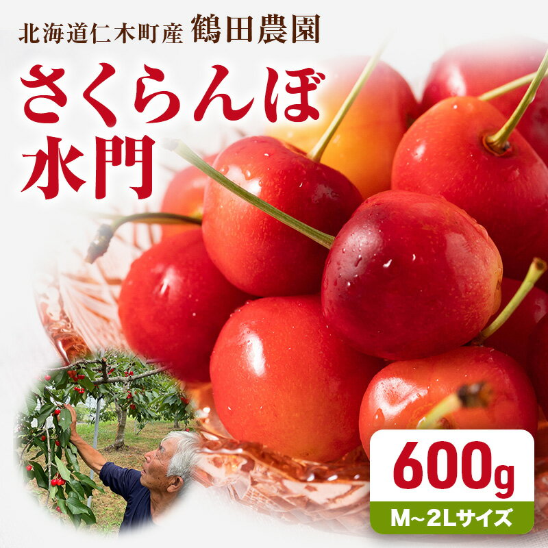 【ふるさと納税】2027年発送 数量限定 北海道 仁木町産 さくらんぼ 水門 600g M～2Lサイズ 朝採り サクランボ チェリー フルーツ 果物 果物類 仁木町 仁木 [鶴田農園]　お届け：2027年6月下旬～7月下旬まで