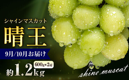 【2026年発送】シャインマスカット 晴王 1.2kg  彩美菜果 シャインマスカット