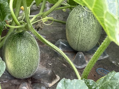 完熟 タカミメロンシャーベット 16個 アイス スイーツ メロン [0723]