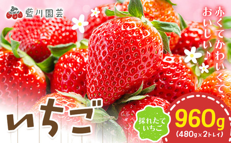 いちご 約960g (480ｇ×2トレイ) 藍川園芸【着日指定不可】【配送不可地域あり】