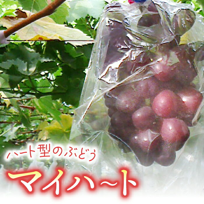【ふるさと納税】マイハート ご贈答品 高級葡萄（月、火、金曜日発送限定。発送日、発送曜日指定不可）