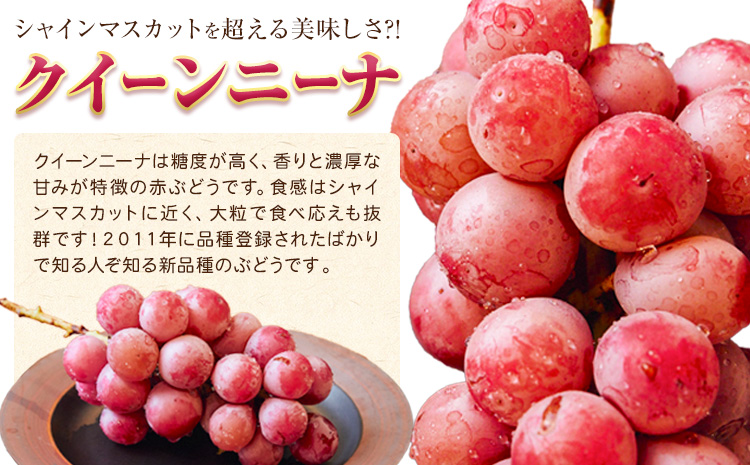 【先行予約】ぶどう ご家庭用 クイーンニーナ 約900g 株式会社シグマサポート《2026年9月中旬-11月上旬頃出荷》三重県 東員町 ぶどう ブドウ フルーツ 果物 冷蔵 冷蔵便