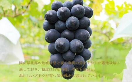 ぶどう 2024年 先行予約 ブラックビート 約1.5kg 3房～6房 ブドウ 葡萄  岡山県産 国産 フルーツ 果物 ギフト[No.5220-1453]