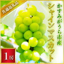 【ふるさと納税】【2024年7月より順次発送予定】シャインマスカット　1房(県内共通返礼品:かすみがうら市産)【配送不可地域：離島・沖縄県】【1400961】