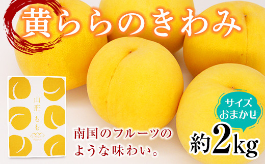 【令和8年産先行予約】 黄桃 「黄ららのきわみ」 約2kg (6～12玉 秀 サイズおまかせ) 《令和8年9月中旬～発送》 『南陽中央青果市場』 桃 もも 果物 フルーツ デザート 山形県 南陽市 [1453]