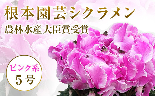 
                  【2026年 先行予約】シクラメン ピンク系フリンジ 5号鉢 | 花 お花 ガーデンシクラメン ピンク 5号 花ギフト フラワーギフト 鉢花 鉢植え ギフト プレゼント 贈答 農林水産大臣賞受賞 根本園芸 シクラメン  aj005-ac
                