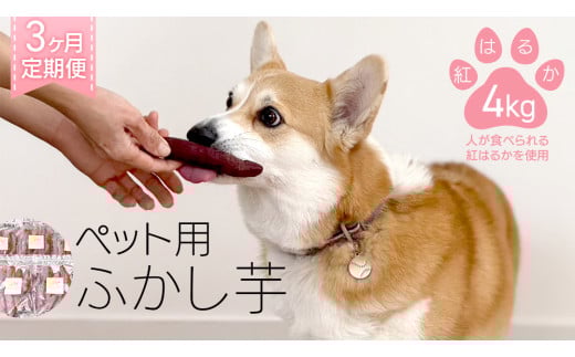 【3ヶ月定期便】ペット用 ふかし芋 小芋 紅はるか 4kg ペット 芋 いも おやつ 動物 ペットフード 犬 猫 間食 ヘルシー オヤツ 定期便 [AU124ya][SZRY]