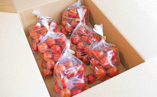 【12月～8月頃発送】＜約2.4kg＞ 訳あり アイメック フルティカ トマト＞ましまファーム ミニトマト フルーツトマト ワケあり 規格外