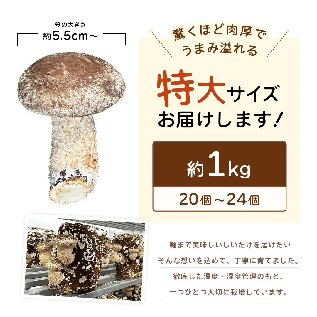 産地直送！軸まで美味しい『軸王しいたけ』特大サイズ 約1kg (約20〜24個)