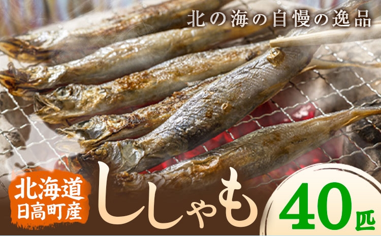 
                  シシャモ 40匹 オス メス 石崎水産 《30日以内に出荷予定(土日祝除く)》 北海道 日高町 ししゃも シシャモ 本ししゃも 北海道産ししゃも 子持ちししゃも おつまみ 晩酌 ご飯のお供 送料無料
                