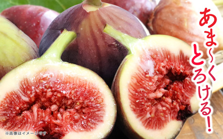 【2025年9月～10月頃順次発送】福岡県オリジナル品種 高糖度プレミアムいちじく 「とよみつひめ」約1.2kg 072-195