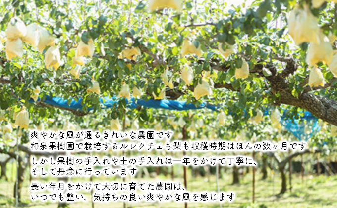 和梨 5kg 家庭用（新高・新興） 梨 新高梨 新興梨 詰め合わせ セット 和梨 なし ナシ 新高 新興 フルーツ 果物 デザート おやつ 国産 新潟 