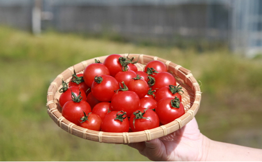 
機能性表示食品 Hapitoma ハピトマ 糖度8（1kg）健康 ヘルシー GABA リコピン 人気 厳選 袋井市
