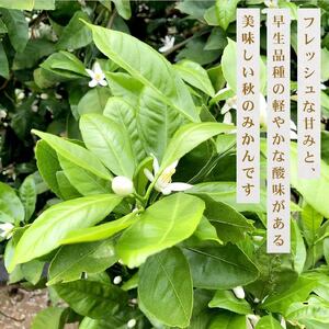 【期間限定 5kg 】テロワールみかん 約 5kg 10月順次発送 いたくら農園