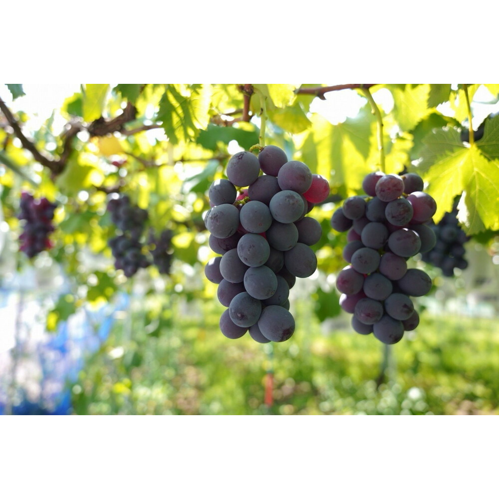 【2026年8月以降順次発送】福岡市産巨峰1300g3～4房【北海道・沖縄・離島発送不可】