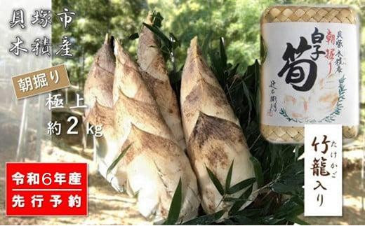 
【高級たけのこ】貝塚市木積産　極上朝掘り白子筍 約2kg（竹籠入り）
