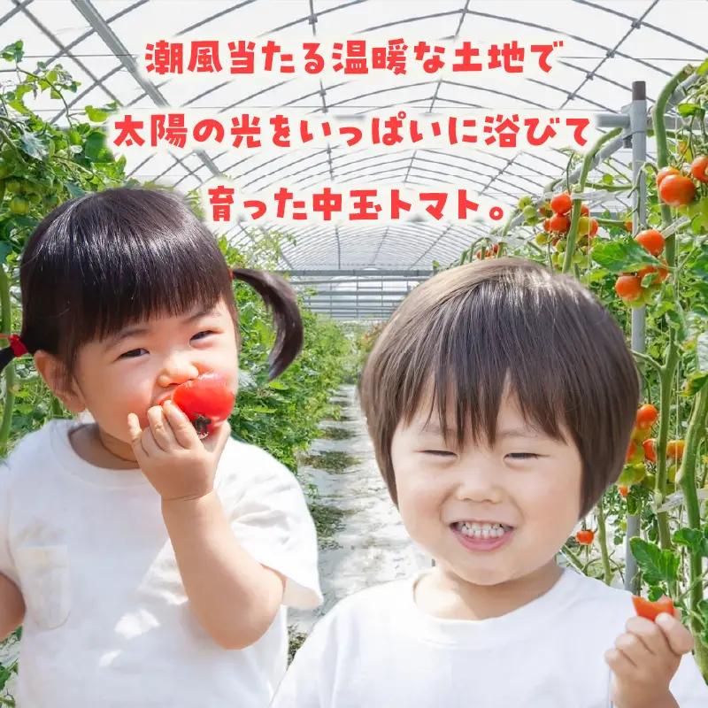 【先行予約】【5月中旬以降発送】フルーツトマト　中玉フルティカ1kg