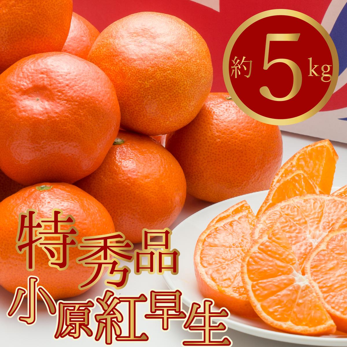 【ふるさと納税】特秀品！真っ赤なお蜜柑「小原紅早生」約5kg　お届け：2025年11月中旬～2026年1月下旬