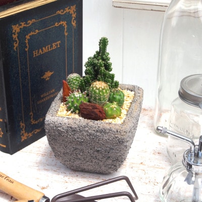 サボテンミックスセメントポット仕立て1個【配送不可地域：離島・沖縄】【1697814】