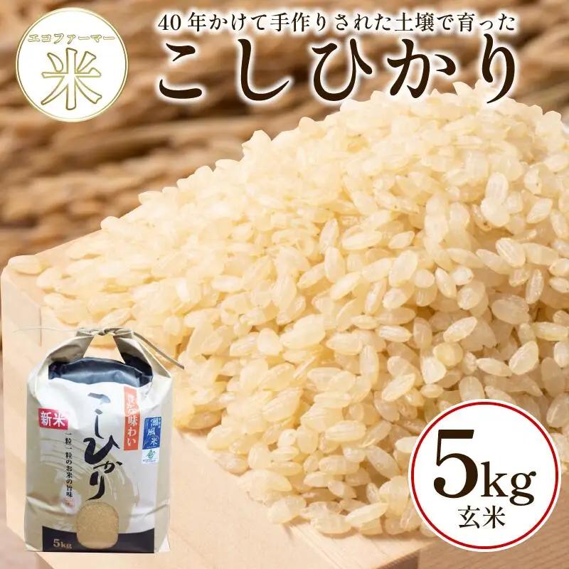 こしひかり 5kg 玄米 令和8年産 潮風米 ご飯 おにぎり 健康 ごはん お弁当 徳島 小松島
