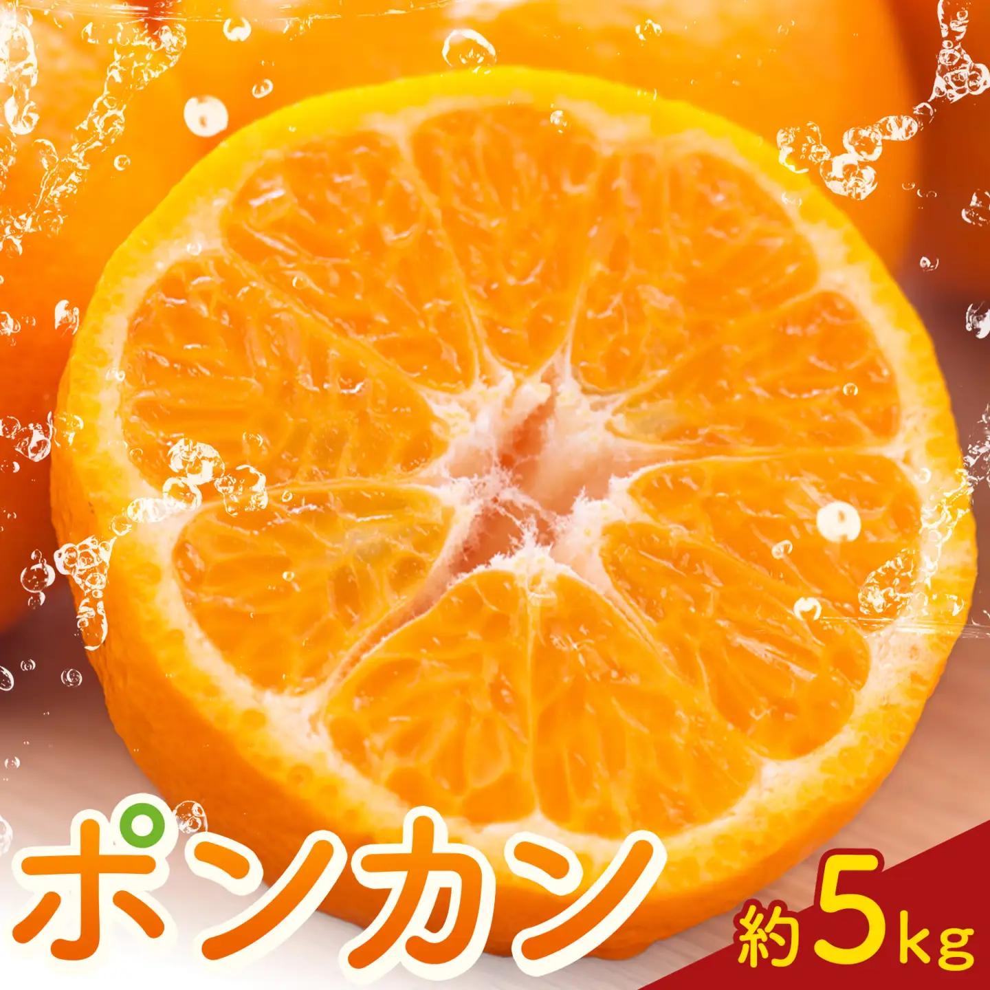 ポンカン5kg 高橋商店《12月上旬-2月中旬頃出荷》
