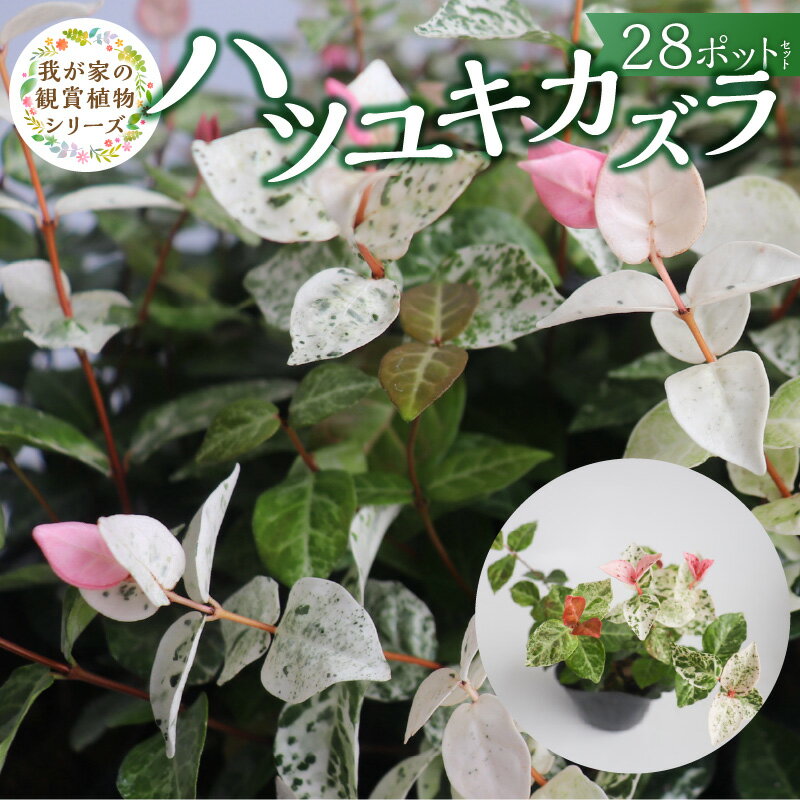 【ふるさと納税】ハツユキカズラ 9cmポット 28苗 チーム田主丸 つる 常緑 ピンク 白 まだら模様 園芸 多年草 育てやすい グランドカバー プランツ 寄せ植え ハンギングバスケット 紅葉 地植え 鉢植え ガーデニング 庭 花壇 植物 育て方付き お取り寄せ 久留米市 送料無料