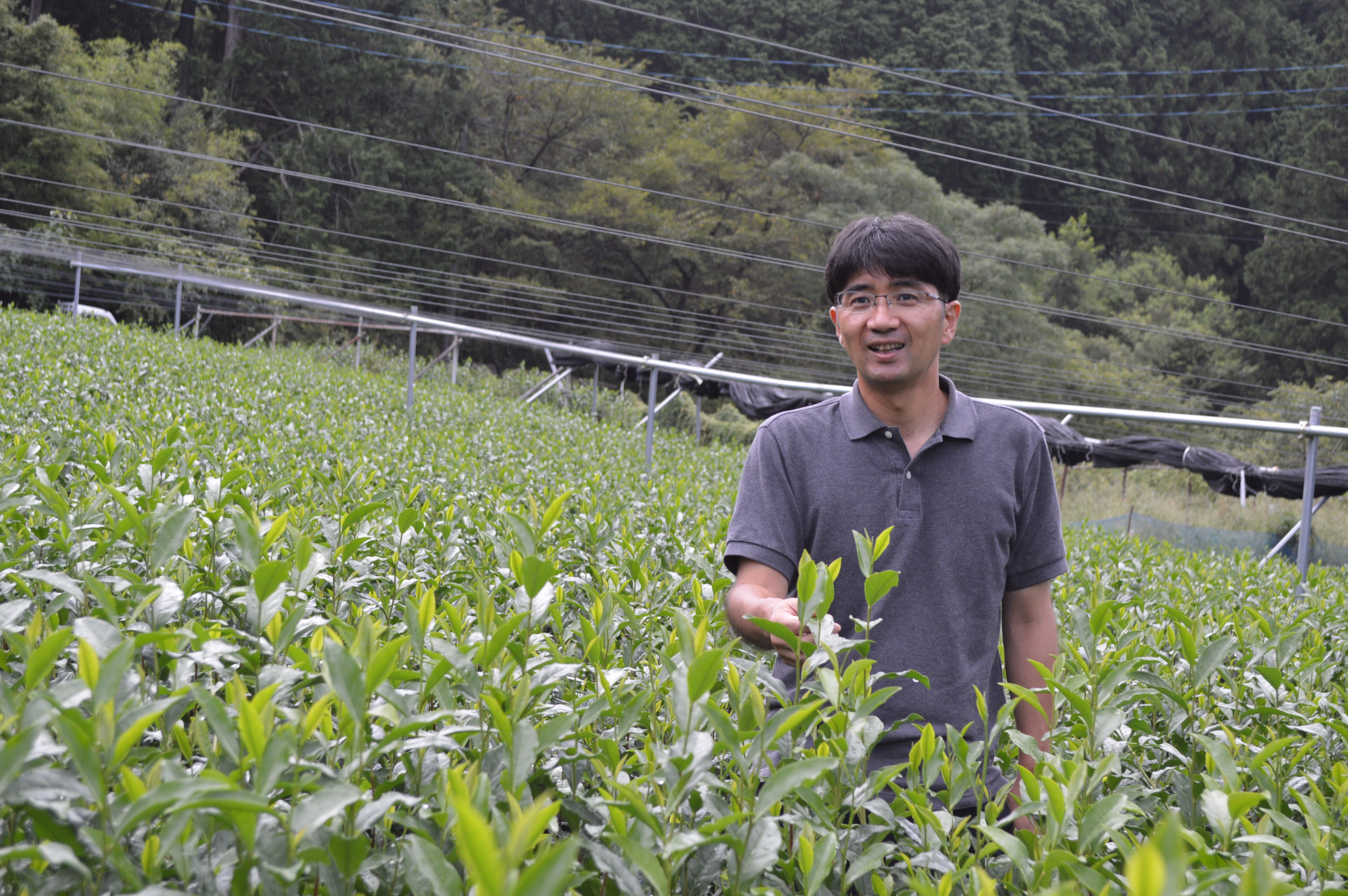 茶畑と生産者