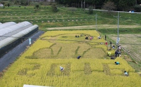 【定期便】【令和5年産】浜田市金城町産コシヒカリ「おぐに米」10kg定期便（6回コース） 定期便 10キロ 6回 米 お米 こしひかり 白米 特産品 お取り寄せ 精米 小分け 【862】