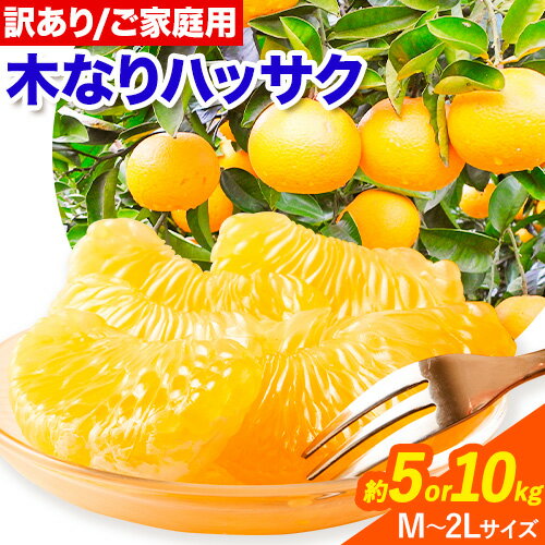 【ふるさと納税】【先行予約】 訳あり ご家庭用 完熟 木なり ハッサク 選べる 約 5kg or 10kg (M～2Lサイズ) 笑いの里のTommyファーム《2027年3月上旬-末頃出荷》和歌山県 日高町 はっさく みかん 八朔 旬 柑橘 フルーツ 果物 ミカン 柑 産地直送 わけあり