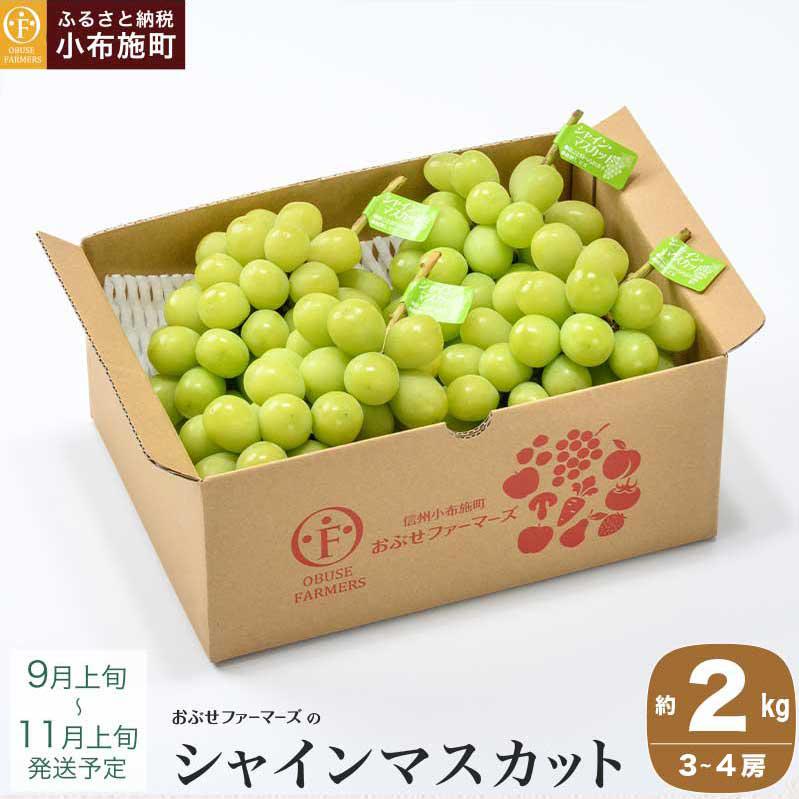 シャインマスカット 約2kg 3～4房 ［おぶせファーマーズ］ 先行予約 果物 フルーツ 産地直送 種無しぶどう 種なしブドウ 葡萄 数量限定 長野 信州  令和8年産 【2026年9月上旬～11月上旬発送】